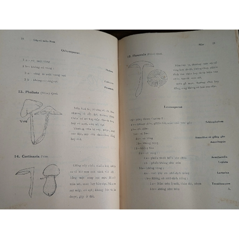 Cây cỏ miền nam Việt Nam - Phạm Hoàng Hộ ( trọn bộ 2 tập ) 128641