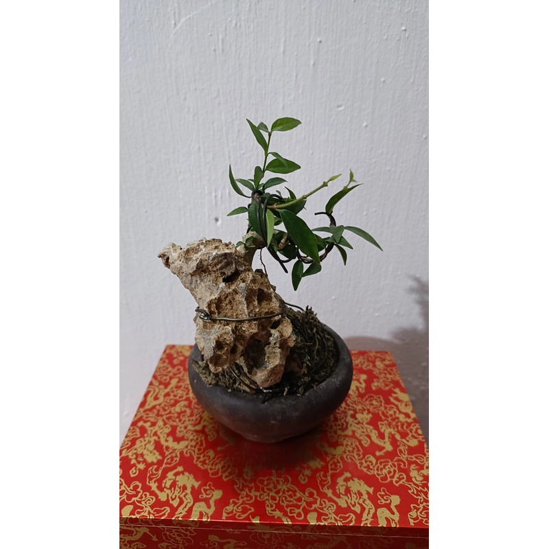 [Ảnh thật] Mai chiếu thủy siêu mini ôm đá để bàn [Bonsai mini] [Bonsai siêu mini] [Bonsai] 456176