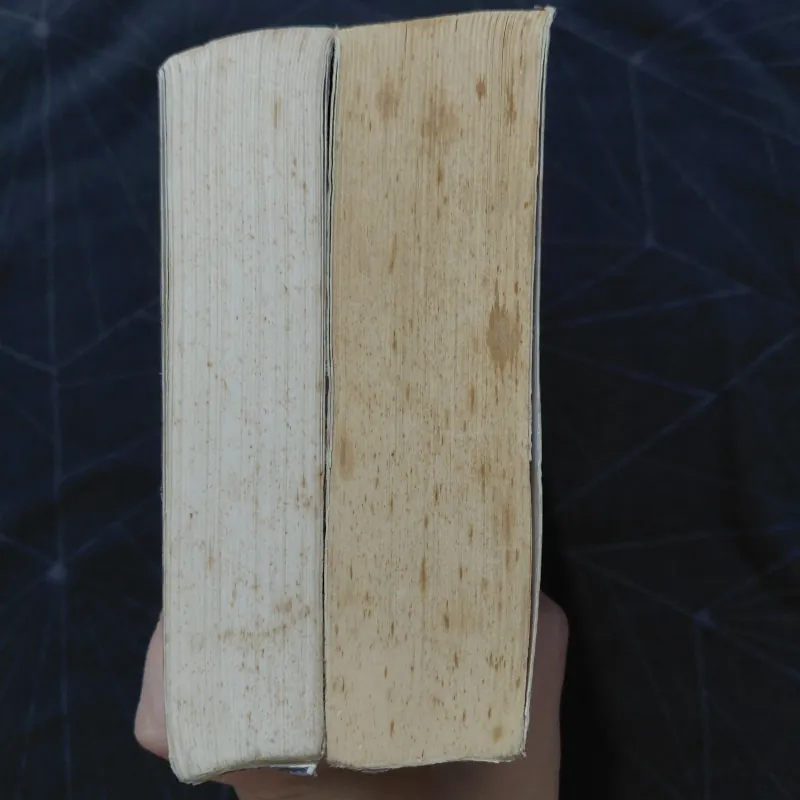 Combo "Mèo hoang" (2 tập) - Đinh Mặc 999792