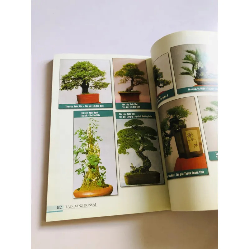 TẠO DÁNG BON SAI 719432