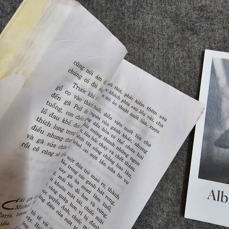 Con chim trốn tuyết 1004997