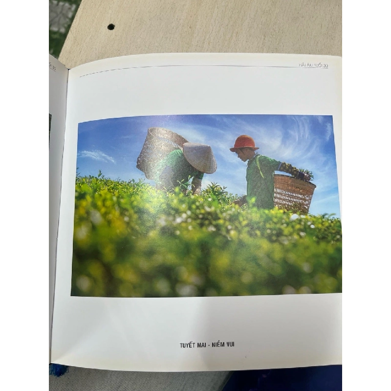 Hải âu 30 tuổi 752033