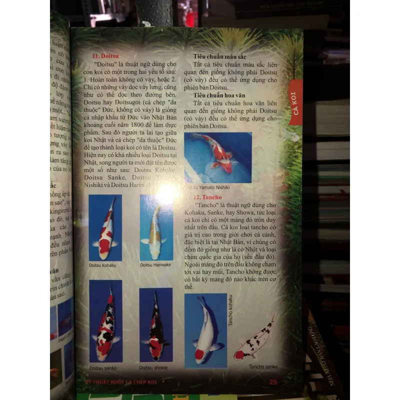 Kỹ thuật nuôi cá chép Koi - cá xiêm - cá rồng - cá dĩa - cá vàng - cá bảy màu 745842