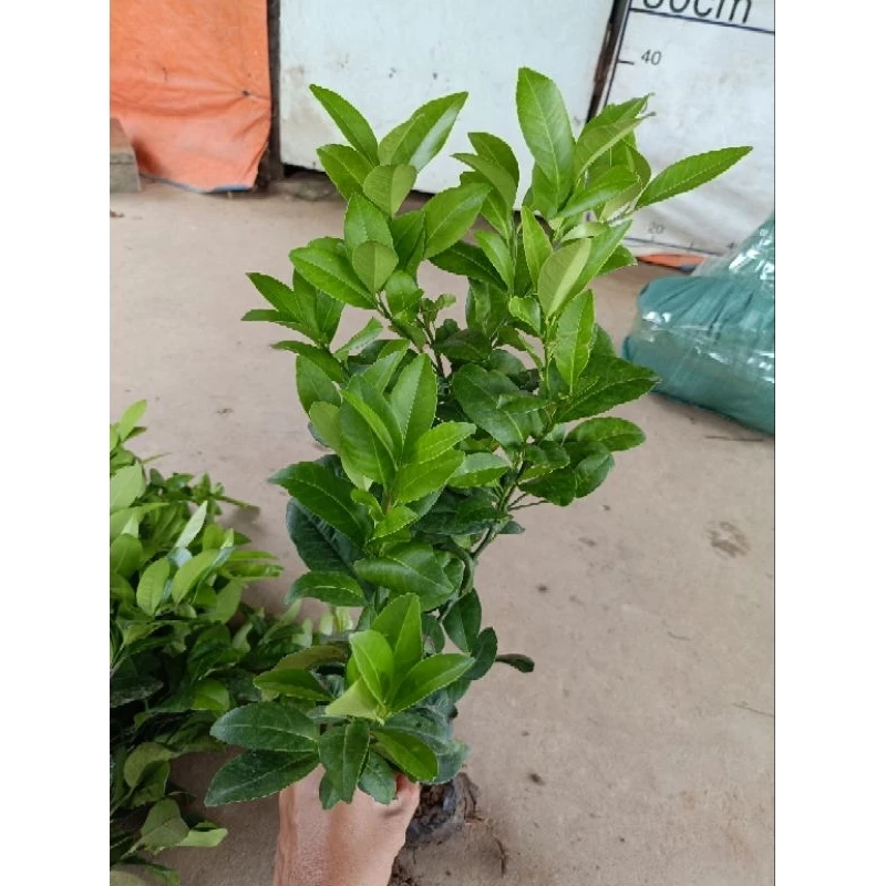 Cây chanh ta ăn lá ăn quả cao 20cm - 30 cm 446058