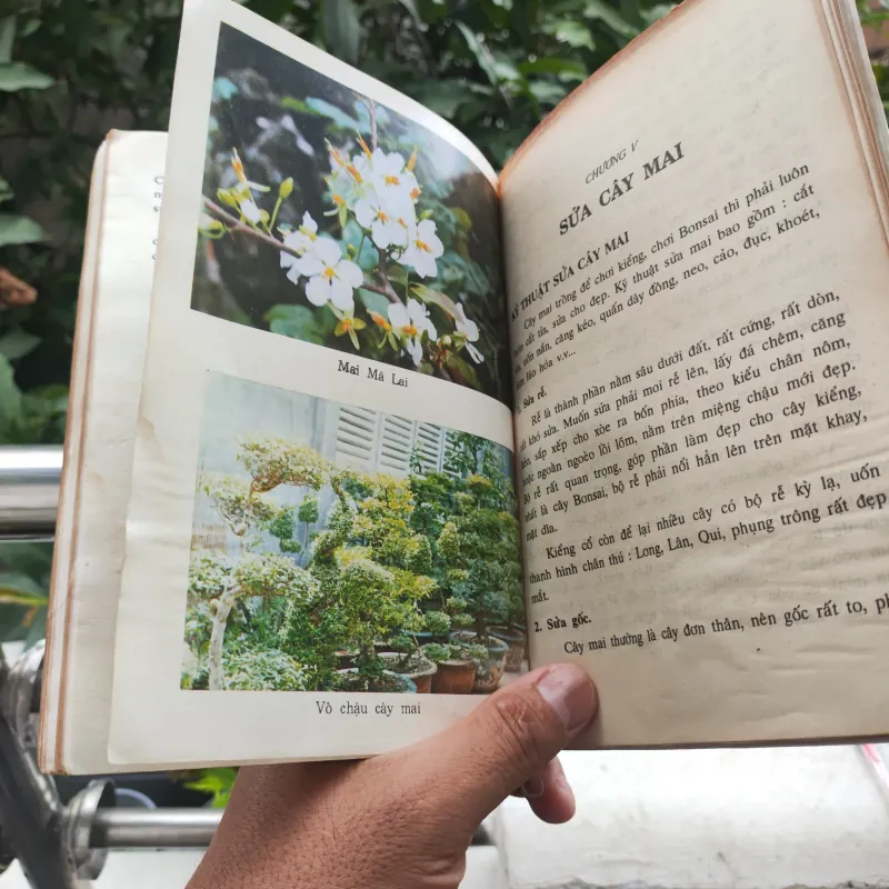 Kỹ Thuật Trồng Và Ghép Mai - Huỳnh Văn Thới 928913