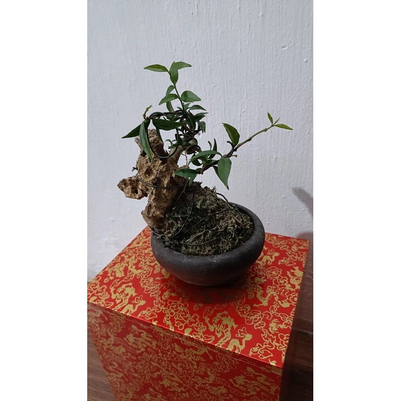 [Ảnh thật] Mai chiếu thủy siêu mini ôm đá để bàn [Bonsai mini] [Bonsai siêu mini] [Bonsai] 456176