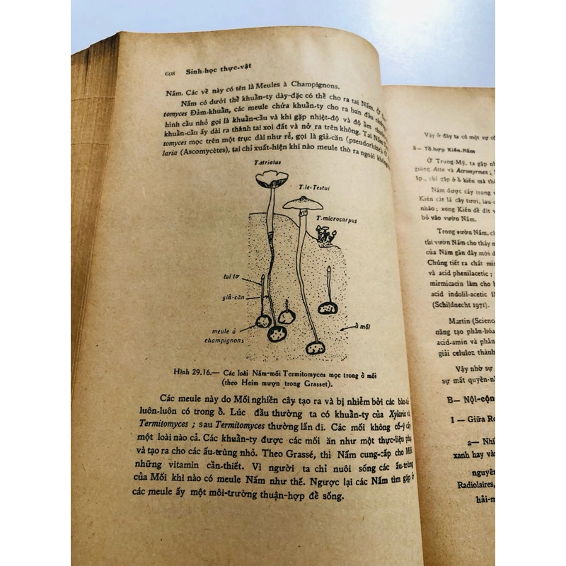 📚 SINH HỌC THỰC VẬT (Phạm Hoàng Hộ) 📚 503986