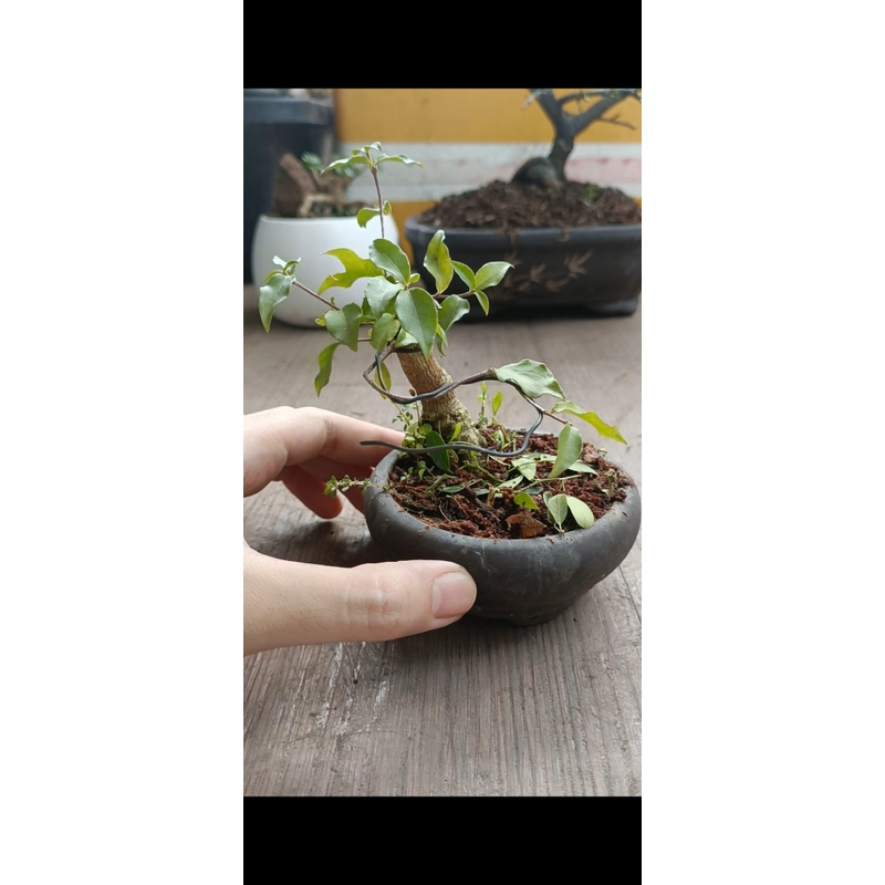 Hồng ngọc mai siêu mini [Bonsai siêu mini] [Bonsai để bàn] 462211