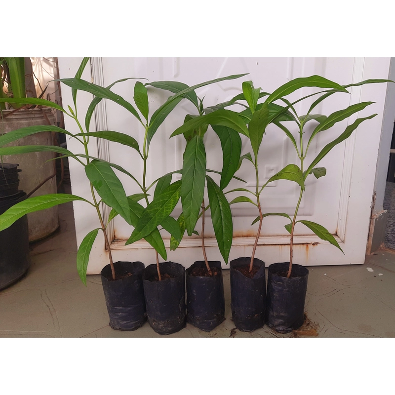 Combo 5 cây nhàu, chiều cao 25cm 504684