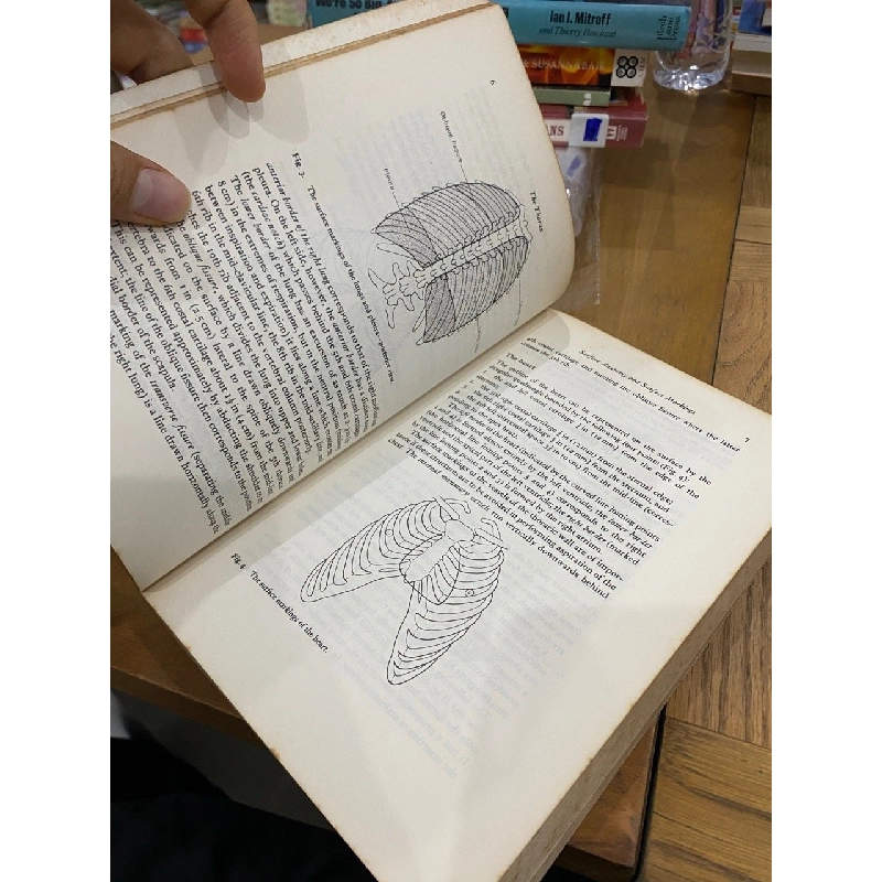 Clinical Anatomy - Harold Ellis 549660