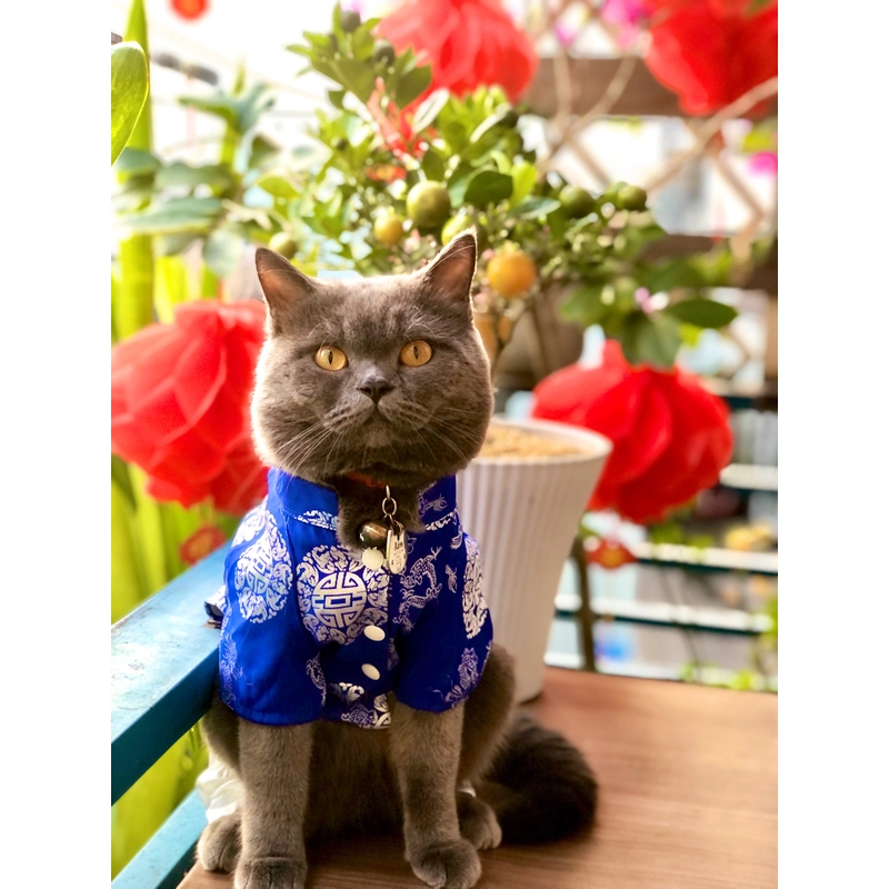 Áo dài Tết cho mèo nguyên bộ 224304