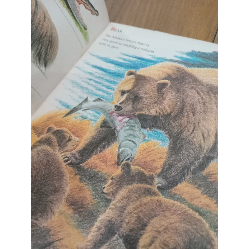 Wild animals: From Alligator to Zebra 568432