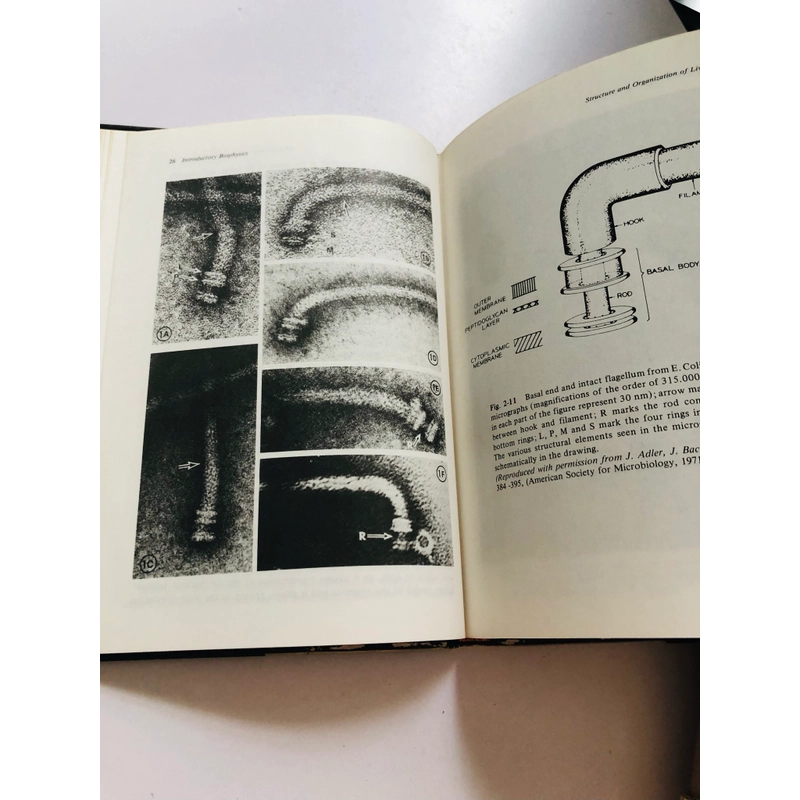 INTRODUCTORY BIOPHYSICS  - bìa cứng, 214 trang  552553