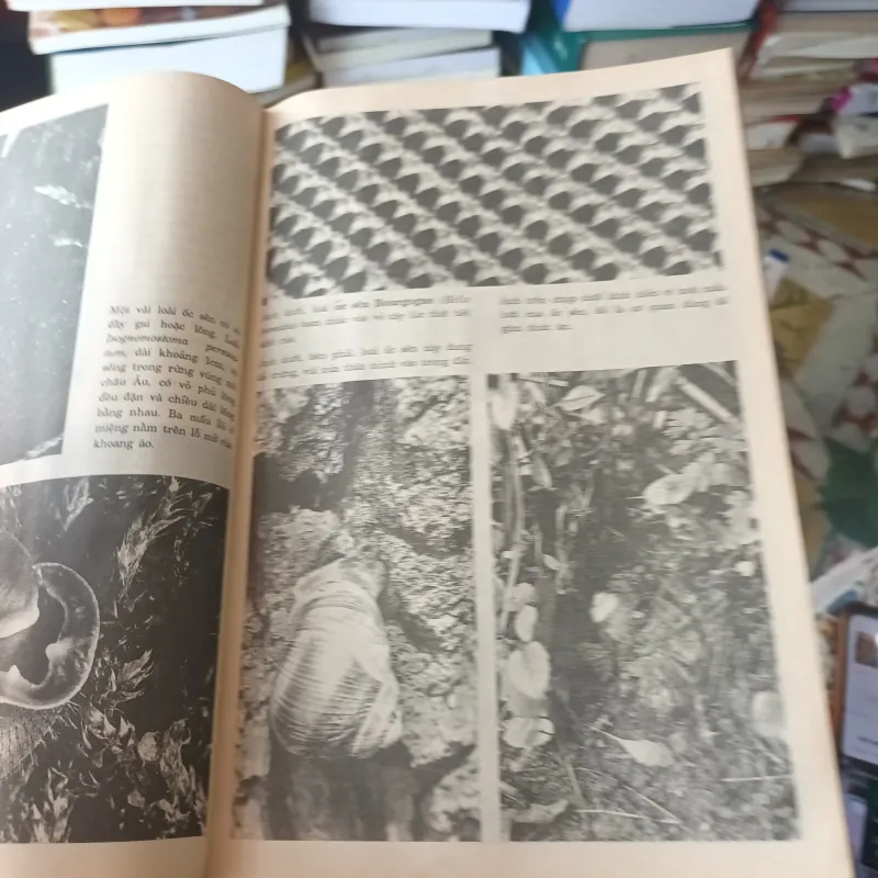 Bách Khoa Minh Họa Bằng Hình Thế Giới Động Vật 958263