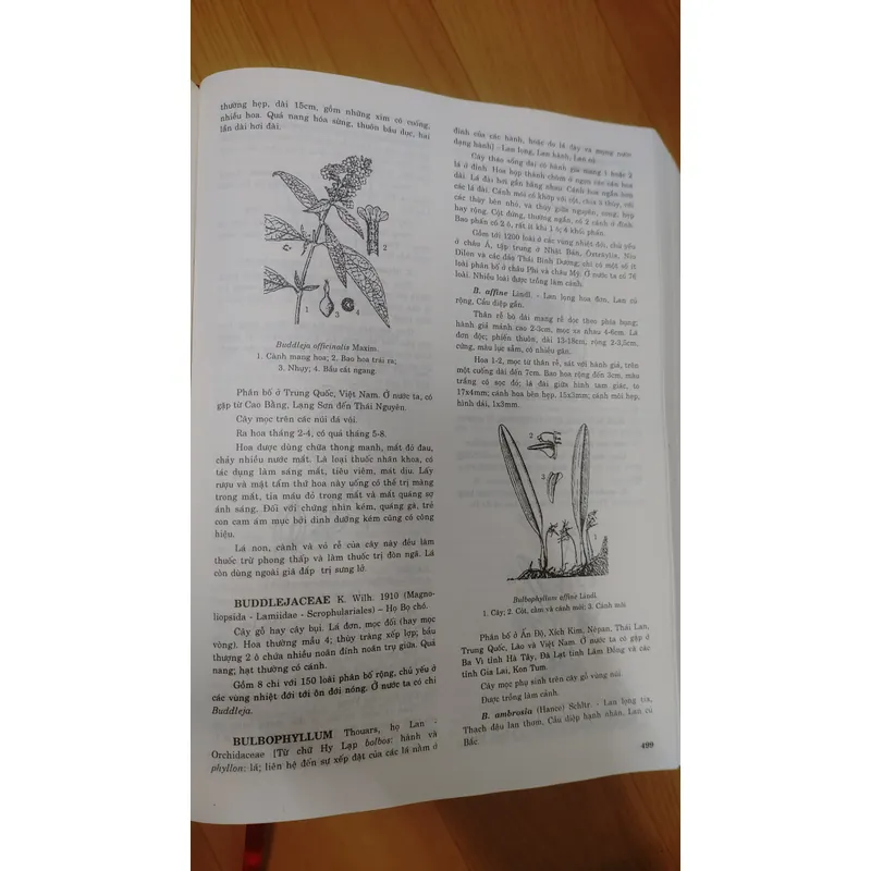 TỪ ĐIỂN THỰC VẬT THÔNG DỤNG TẬP 1 676003