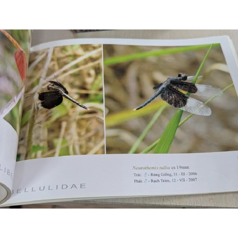 Danh mục bằng hình ảnh các loài chuồn chuồn phú quốc - Bùi Hữu Mạnh 785943
