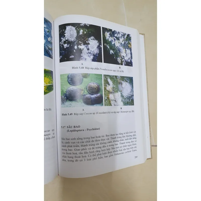 CÔN TRÙNG NHỆN GÂY HẠI CÂY ĂN TRÁI....  799628