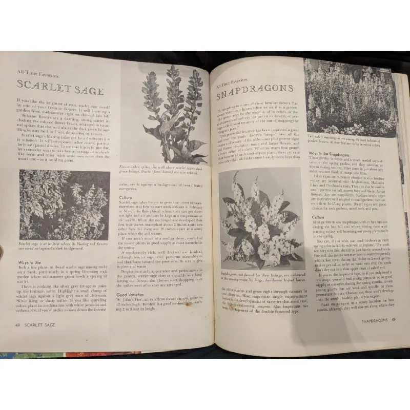 How to grow and use Annuals 708890