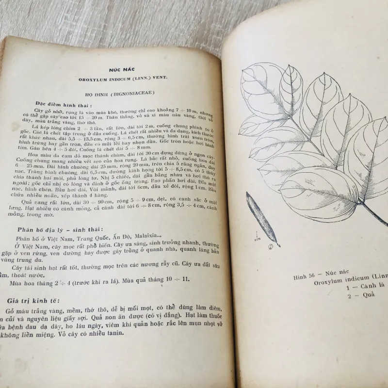 CÂY GỖ RỪNG VIỆT NAM ( tập 2,4,5,6) 956969