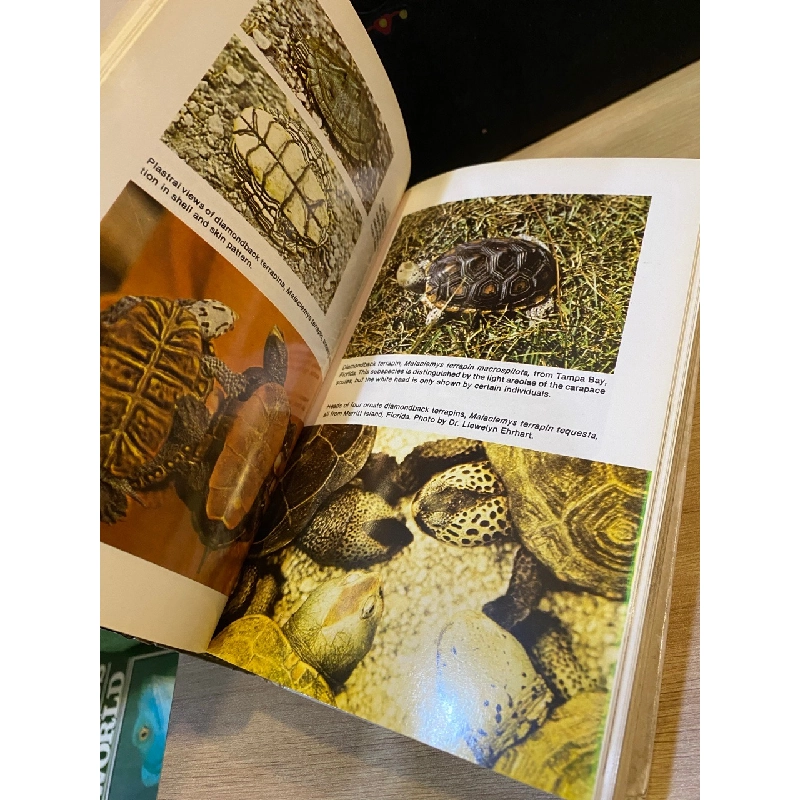 Encyclopedia of Turtles - Dr. Peter C. H. Pritchard 533826