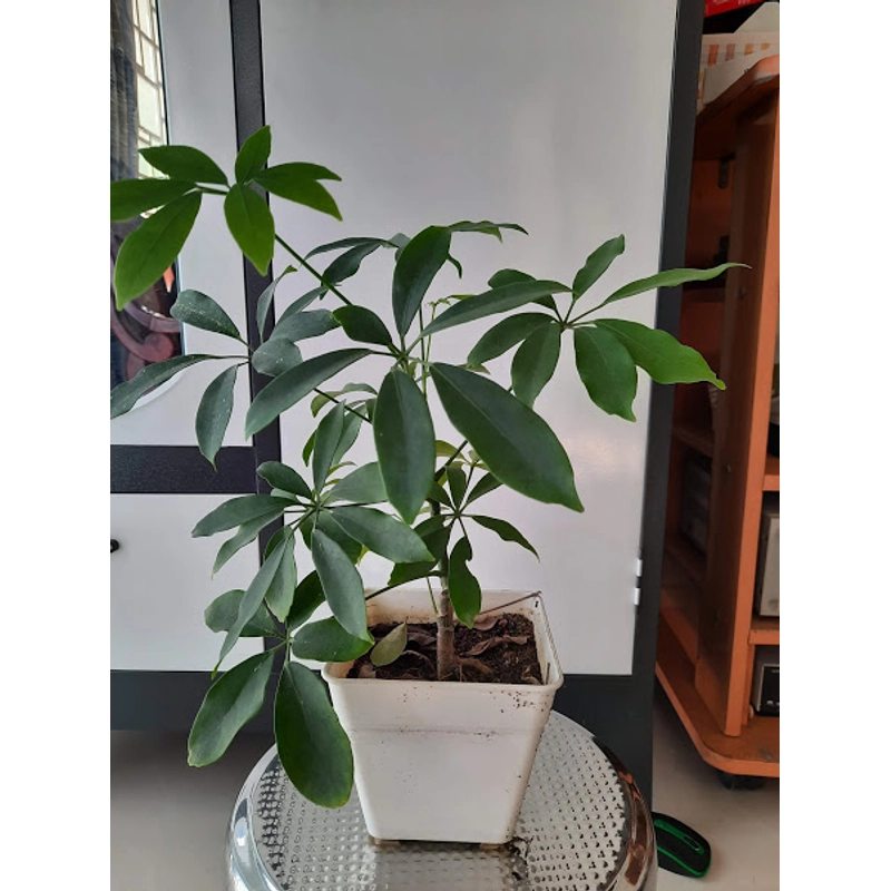 Cây ngũ gia bì, cây như hình 501665