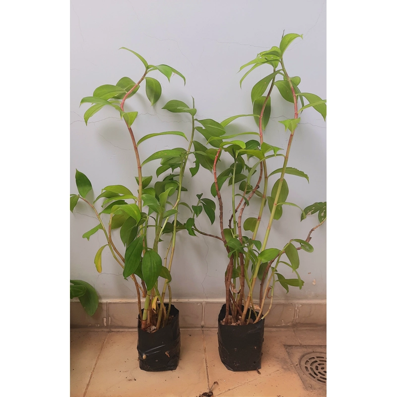 Cây mía dò - cây cát lồi (5-6 cây/chậu), như hình 502889