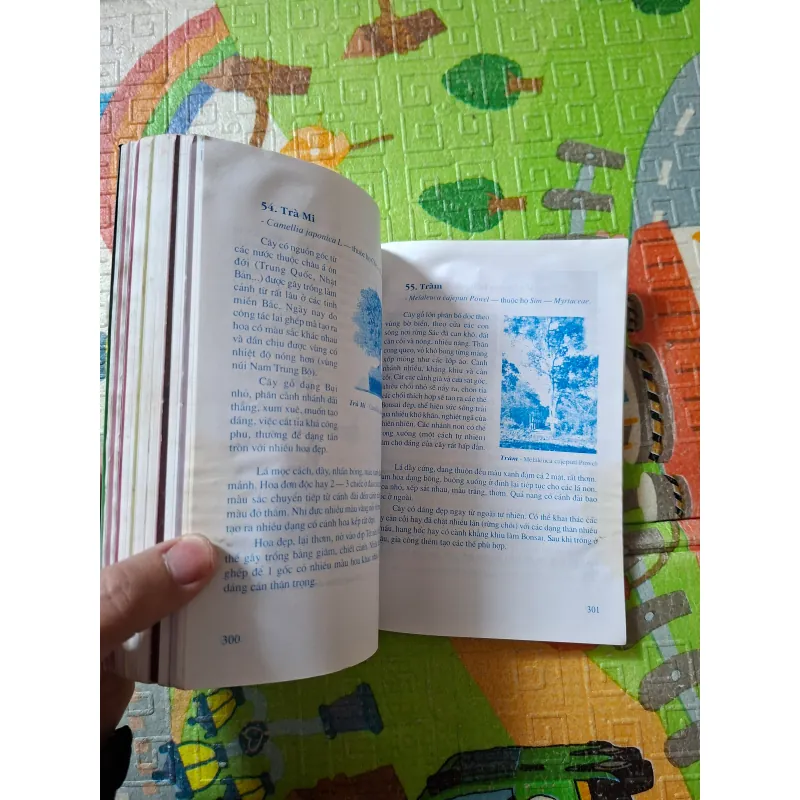 Bonsai - Cây dáng, thế và Non bộ 933891