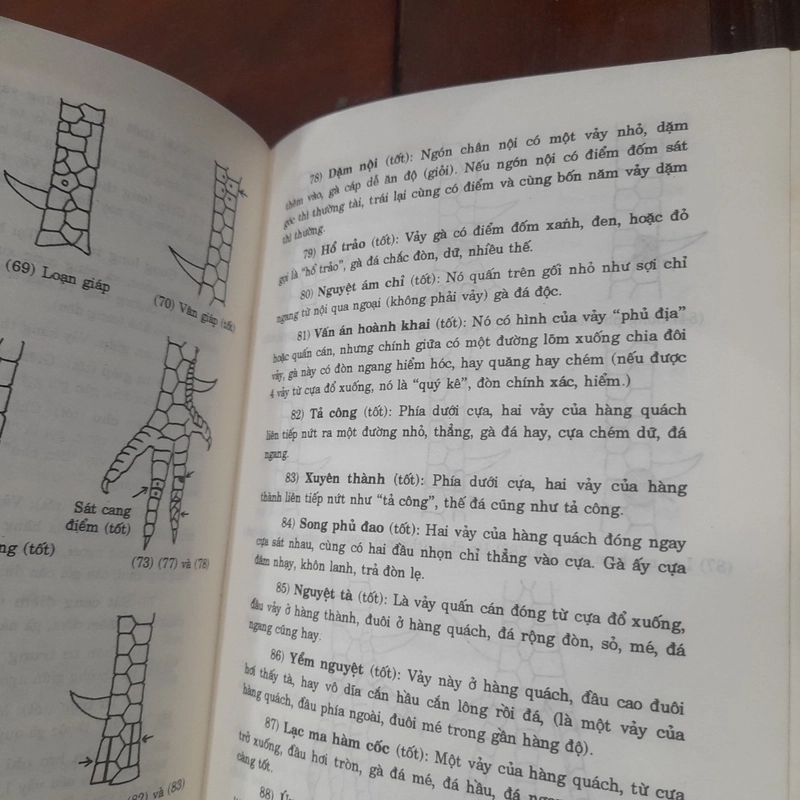 Bí quyết CHỌN VÀ NUÔI GÀ ĐÁ 540703