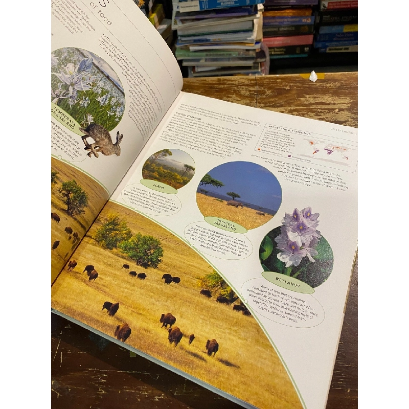 Wildlife of the world 1013762