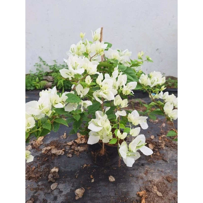Hoa giấy màu trắng 446049
