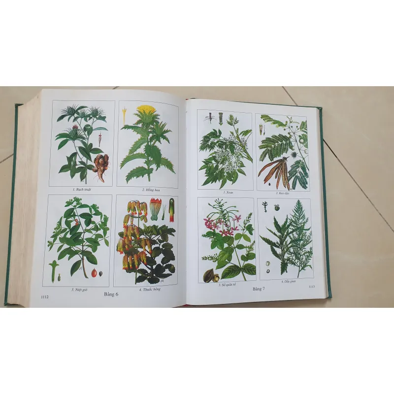 CÂY THUỐC VỊ THUỘC VIỆT NAM  931945