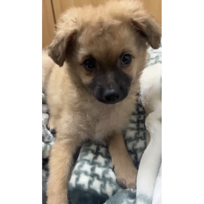 Dế mèn phiêu lưu ký song ngữ 958013