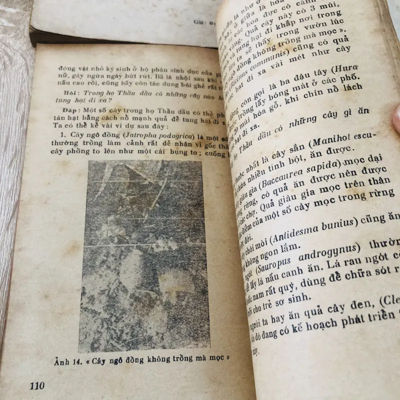 HỎI ĐÁP VỀ THỰC VẬT – trọn bộ 5 tập 🌿 956957