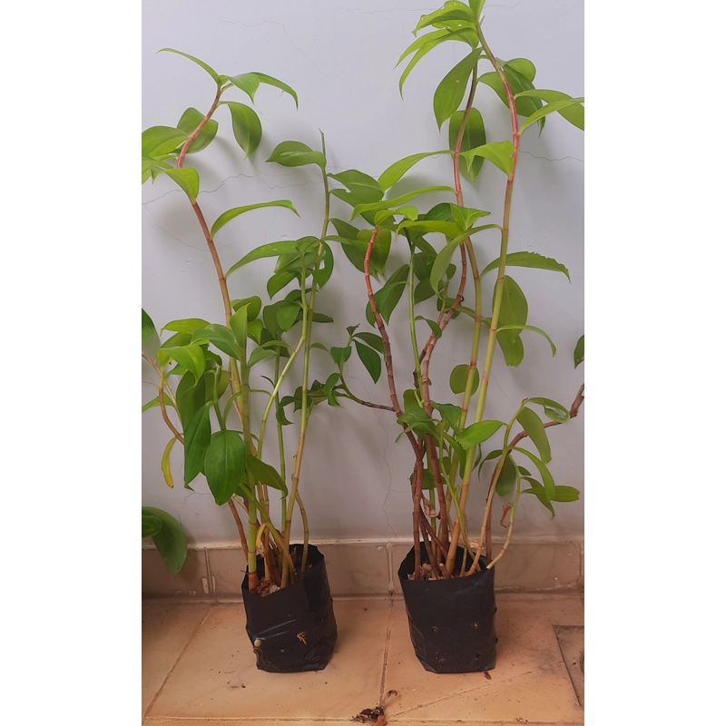 Cây mía dò - cây cát lồi (5-6 cây/chậu), như hình 502889