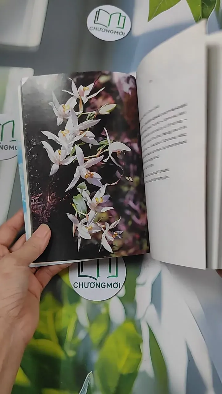 [XƯA] Flowers in Thailand Vol. 12 (1986) - Somsak Sukwong 754504