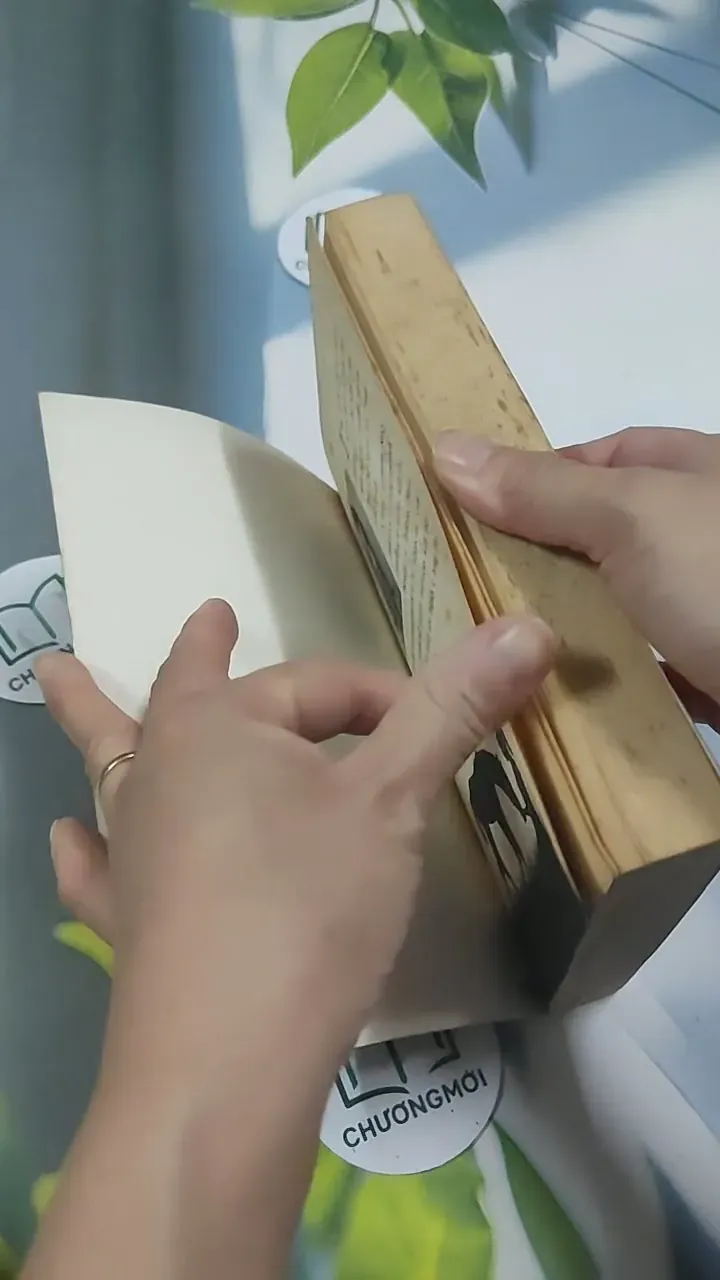 The Princess and the Foal - Stacy Gregg 715620