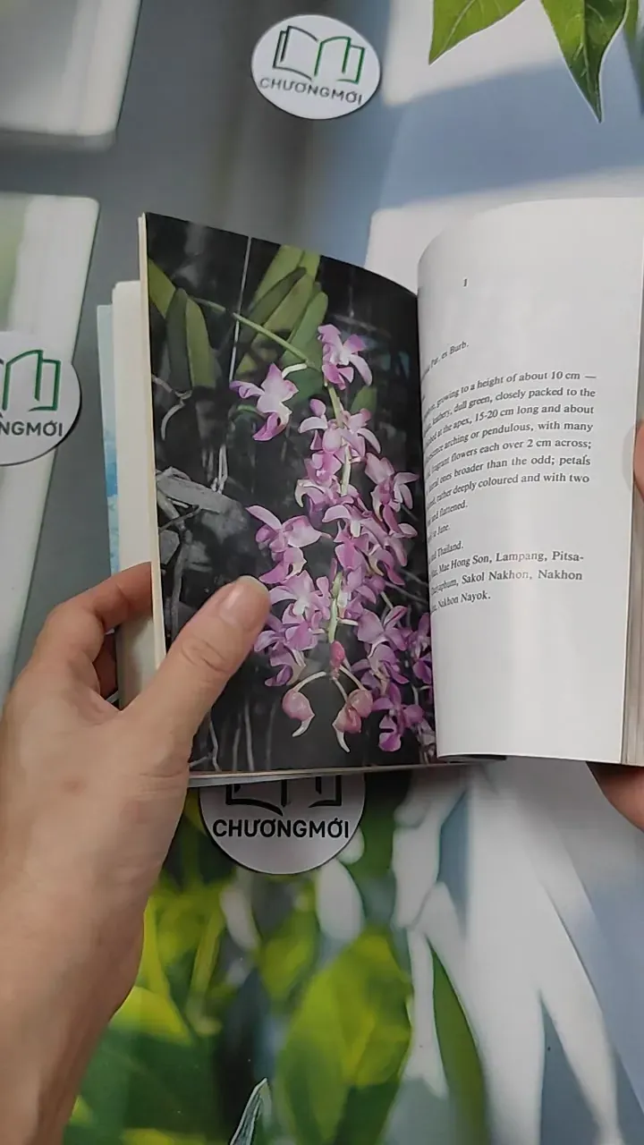 [XƯA] Flowers in Thailand Vol. 12 (1986) - Somsak Sukwong 754504