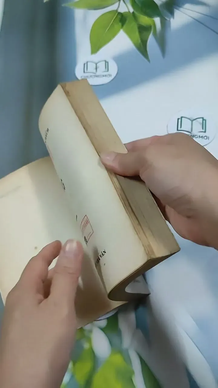 Hoa Hoàng Lan - Nguyễn Phan Hách 713866