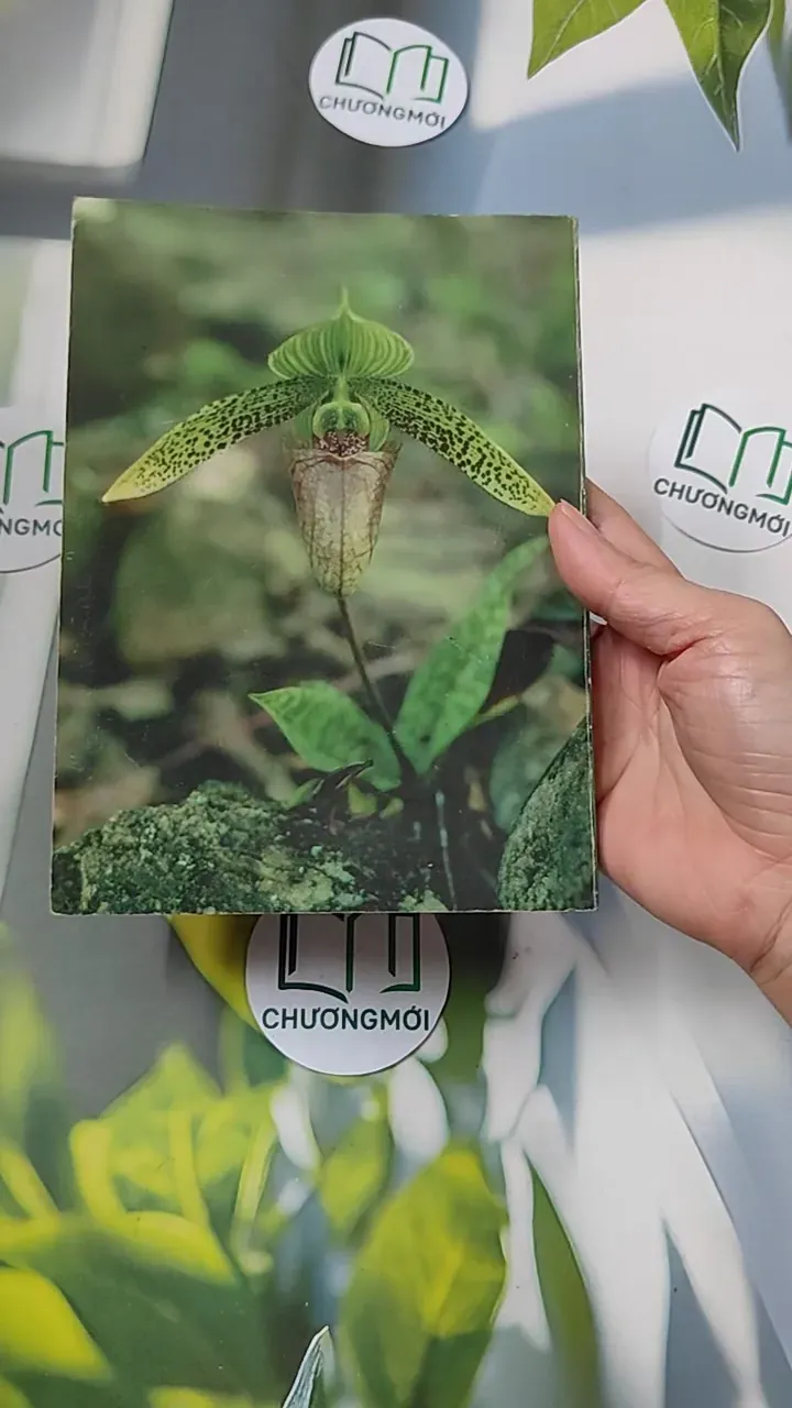 [XƯA] Flowers in Thailand Vol. 12 (1986) - Somsak Sukwong 754504