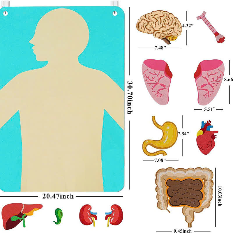 Human body - phiên bản sticker vải dạ cho bé học về cơ thể người 523749