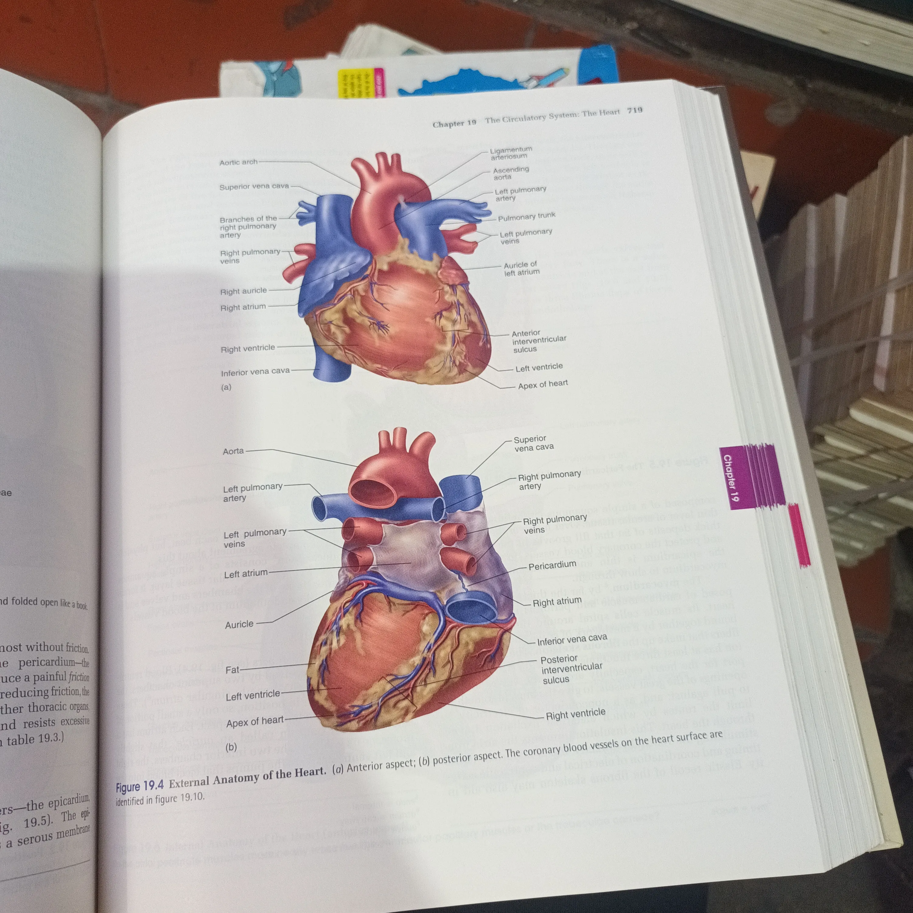 ANATOMY & PHYSIOLOGY - Kenneth S.Saladin 1001349