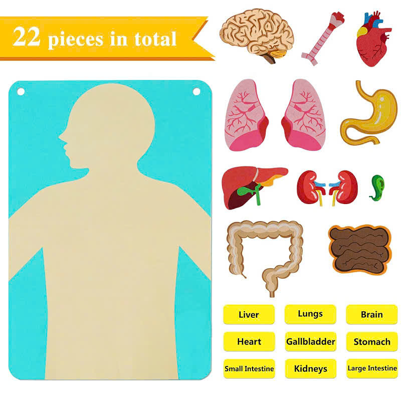 Human body - phiên bản sticker vải dạ cho bé học về cơ thể người 523749