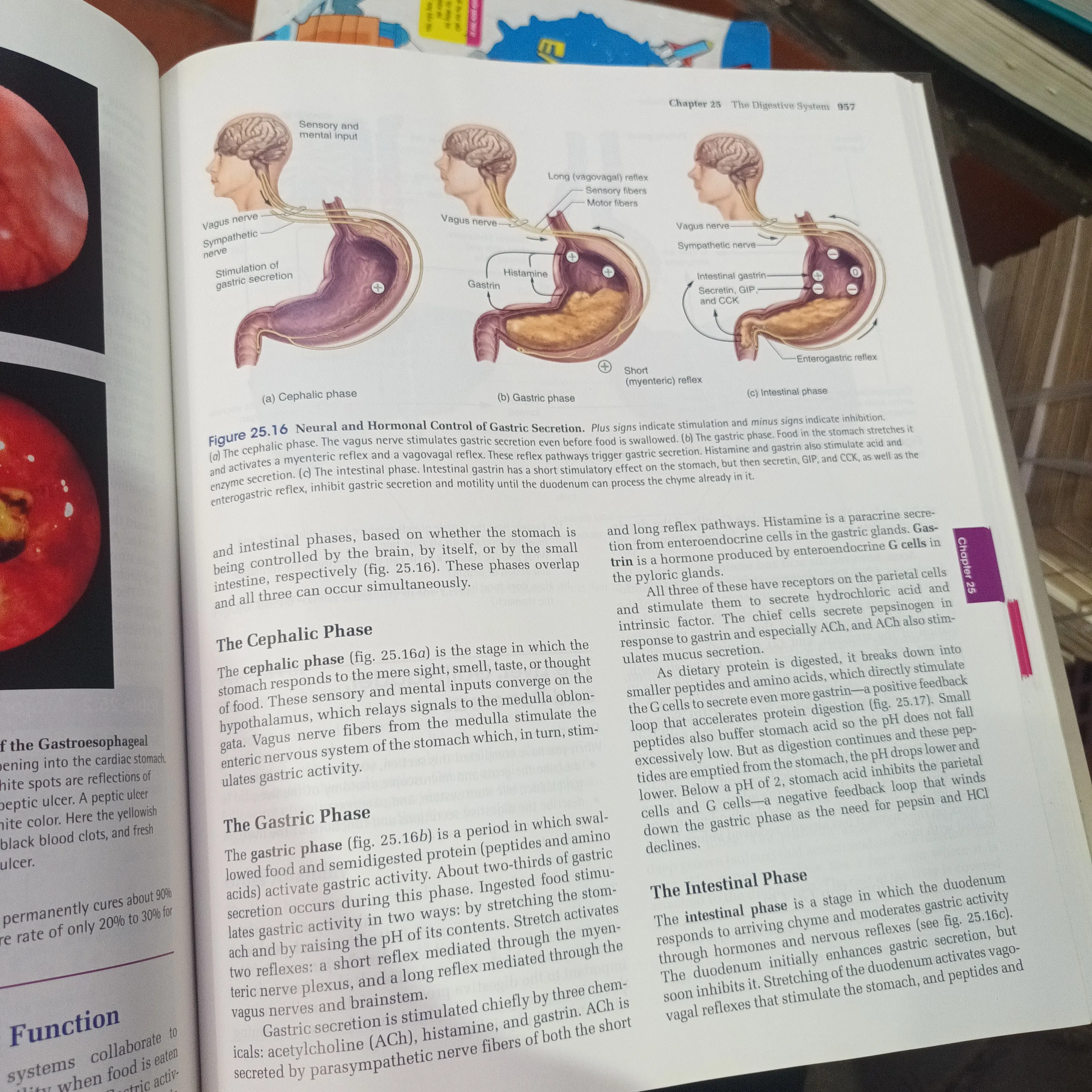 ANATOMY & PHYSIOLOGY - Kenneth S.Saladin 1001349