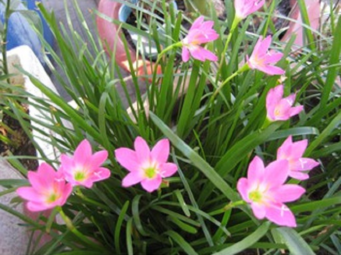 Cây hoa huệ mưa, màu hồng sen