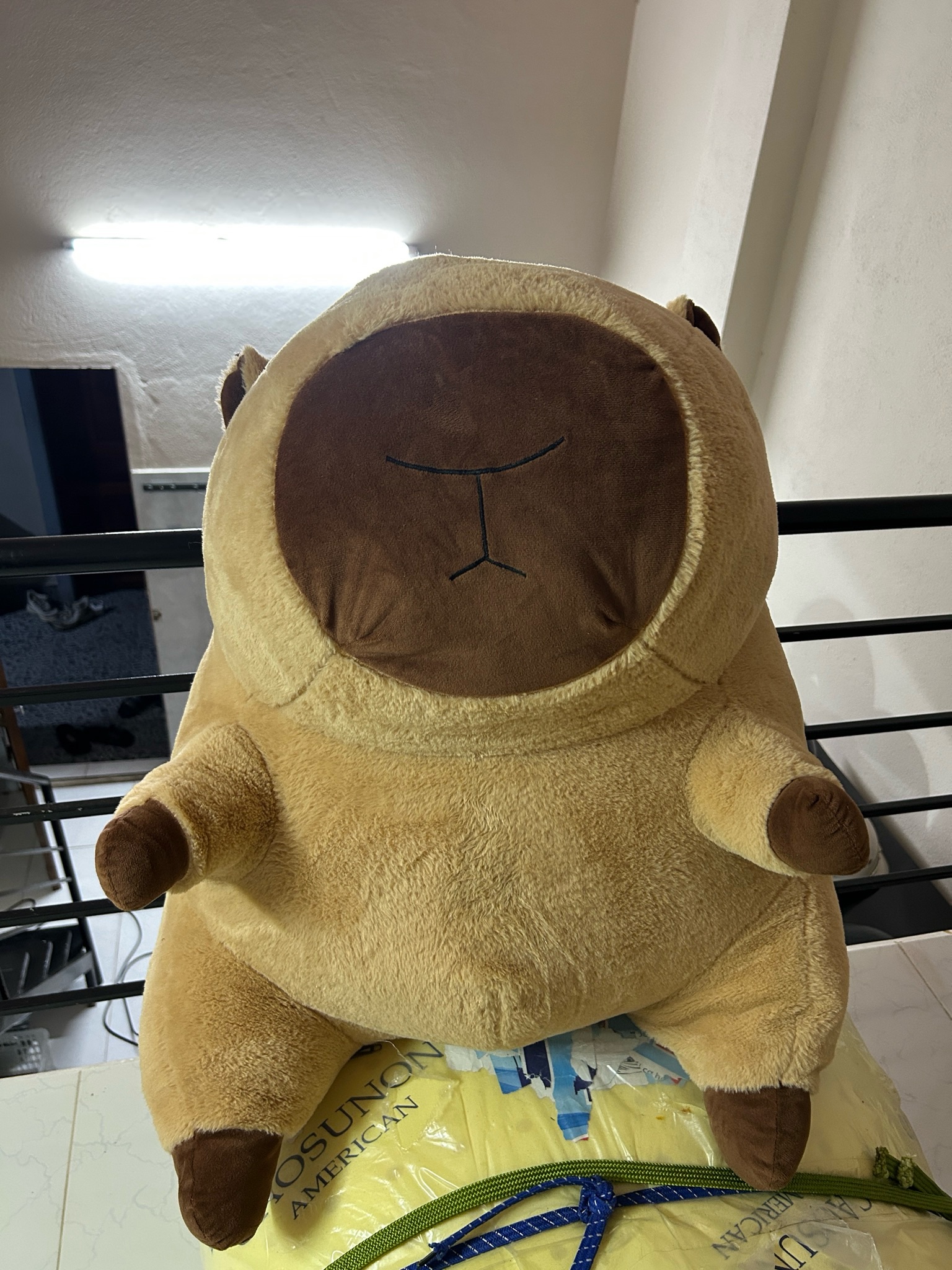Gấu Capybara