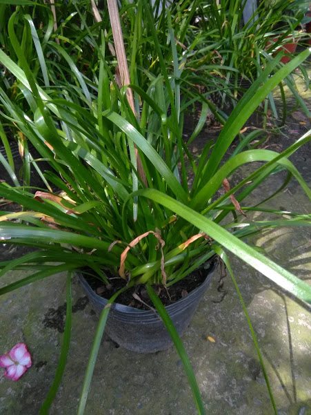 Cây hoa huệ mưa, màu hồng sen