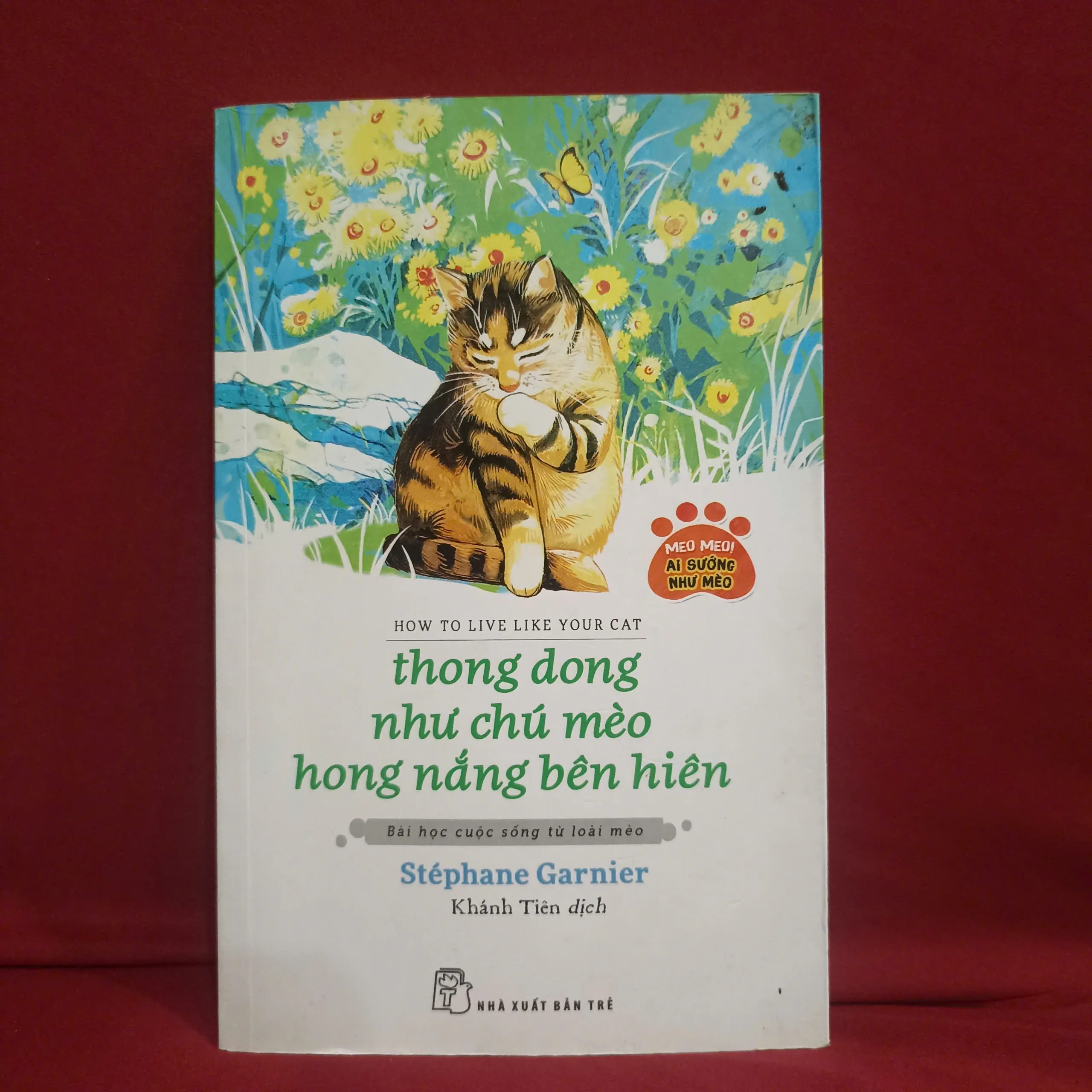 Thong dong như chú mèo hong nắng bên hiên 🌻