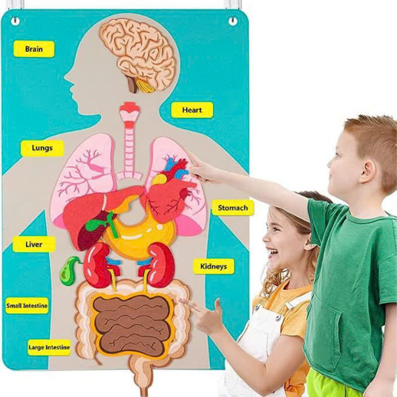 Human body - phiên bản sticker vải dạ cho bé học về cơ thể người