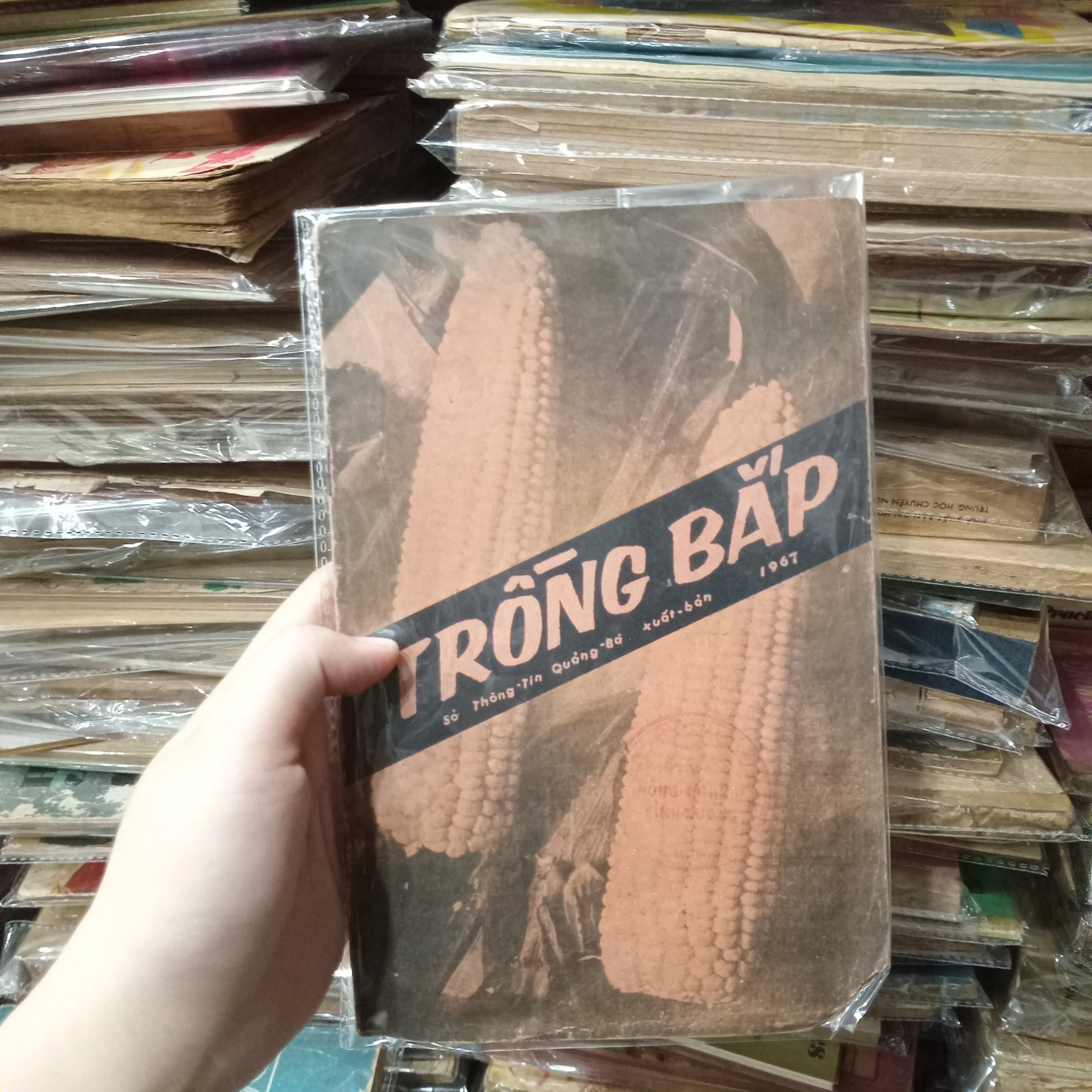 Trồng bắp 📚