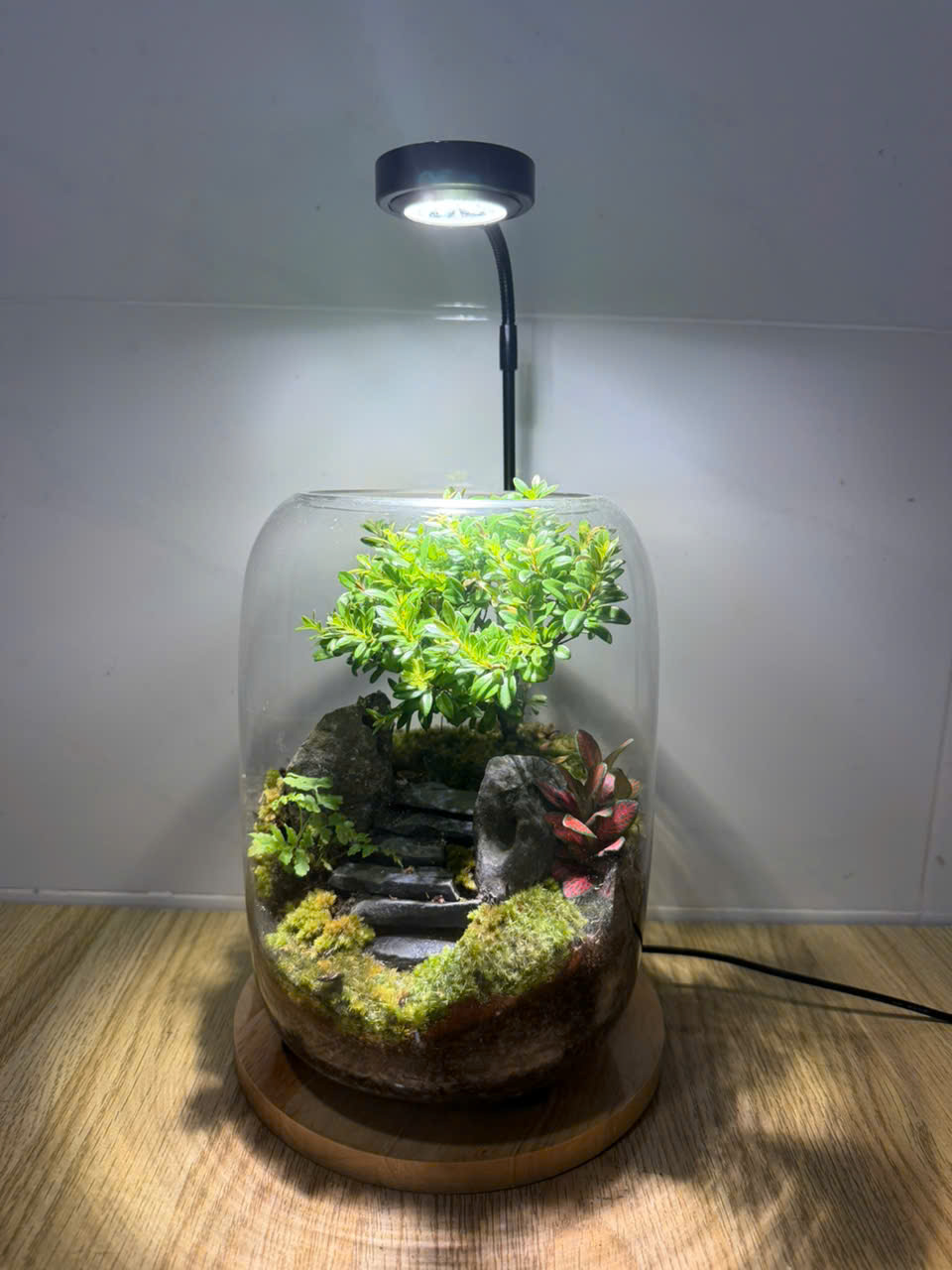 Bể terrarium nhà Xanh Zone